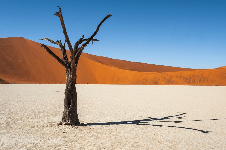 Árbol seco de pie sobre un suelo blanco junto a dunas de arena en Deadvlei (Namibia).