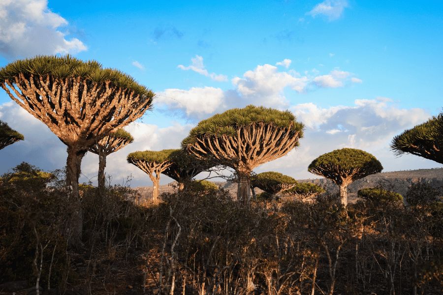 Socotra: Árboles de sangre de dragón creciendo sobre un terreno árido bajo un cielo nublado en Socotra (Yemen).