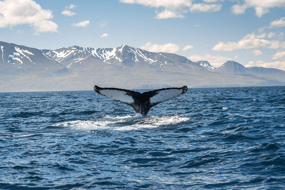 Avistamiento de ballenas en islandia