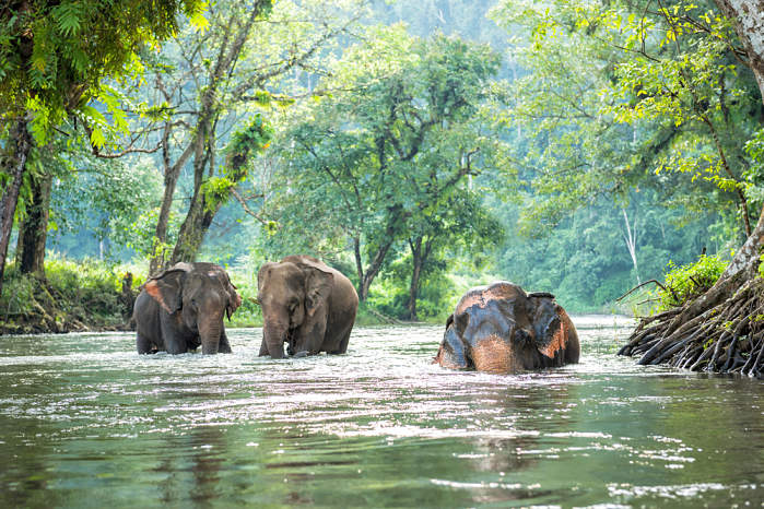 Visita un santuario de elefantes