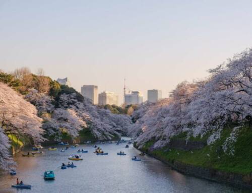 Cerezos en flor Japón, el Hanami