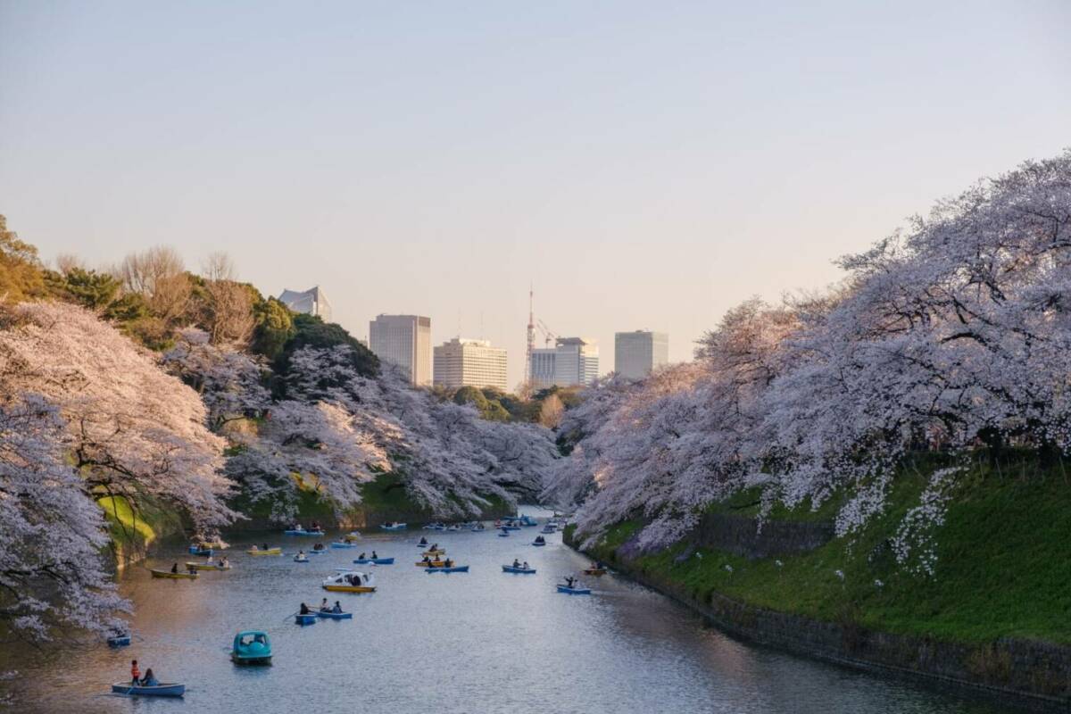 Cerezos en flor Tokio Japon