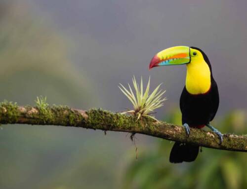 Viajar a Costa Rica: Restricciones Covid y qué visitar
