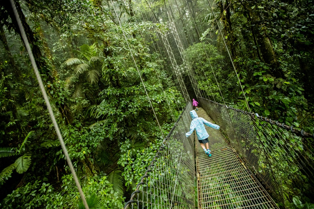 niño caminando por dosel de árbol en Costa Rica 