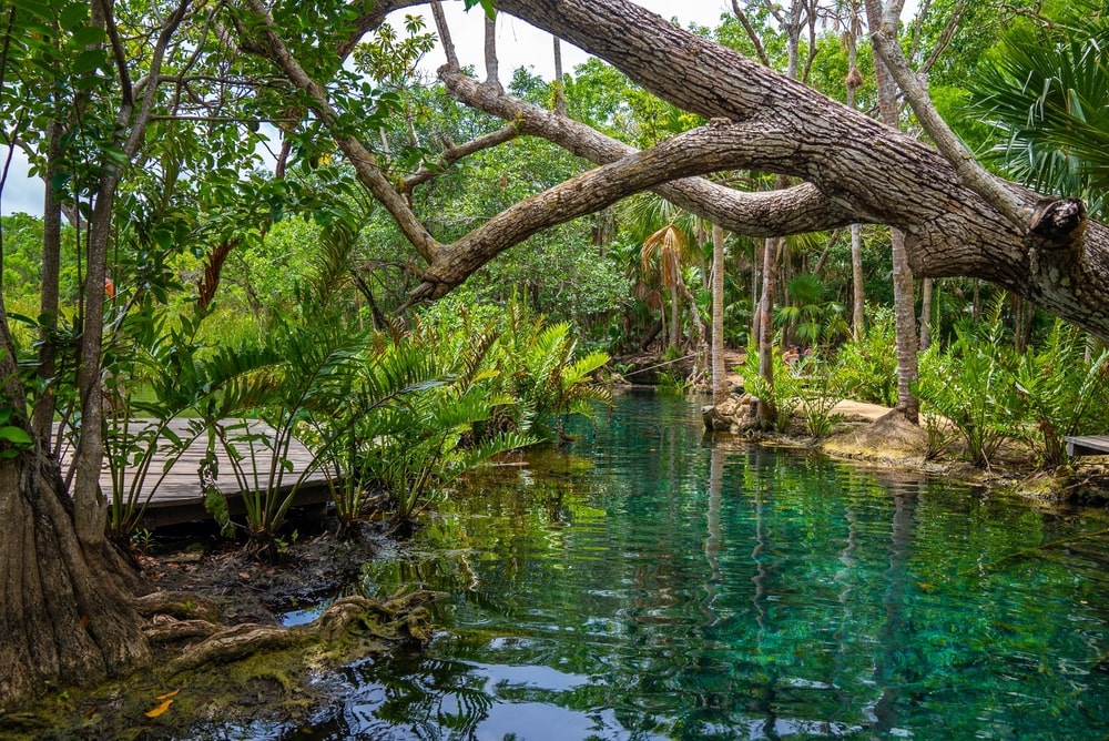 Cenote Zacil-Ha Riviera Maya