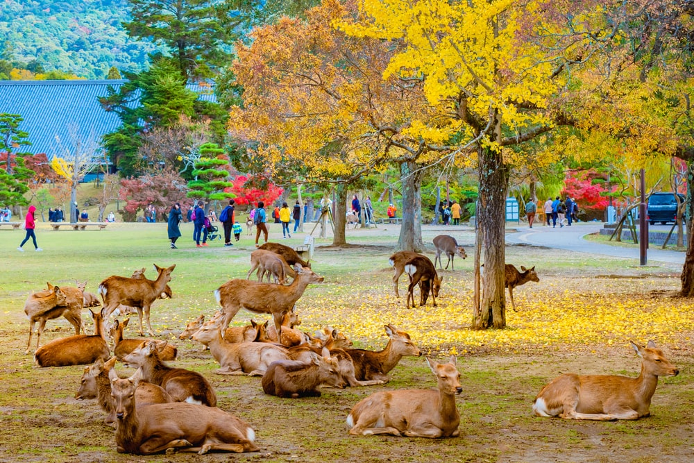 Parque de Nara en Japon en otoño 