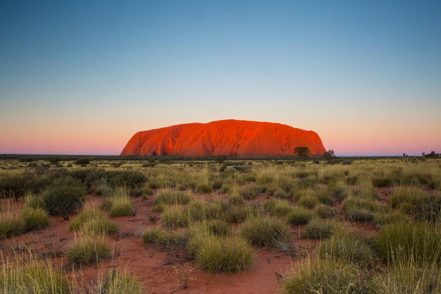 Monolito Uluru, Australia visto desde en frente rojizo con el cielo rosado y azul y plantas alrededor