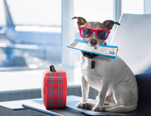 Viajar con perro en avión