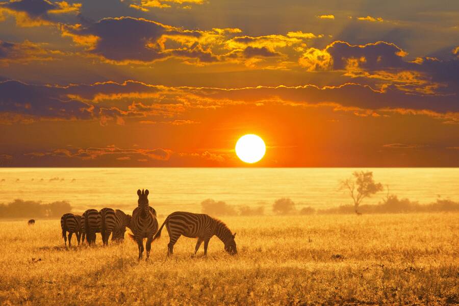 Zebras y fauna salvaje pastando pacíficamente en la savana dorada durante un brillante atardecer en el horizonte.