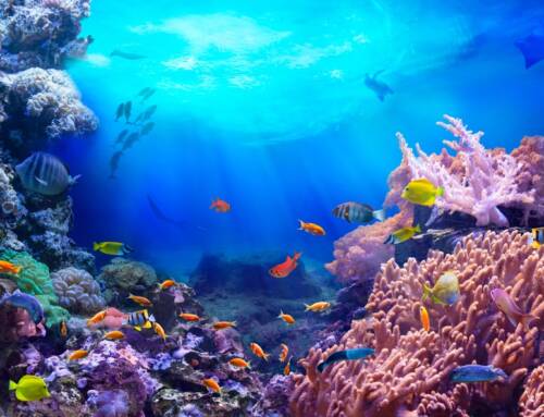 Los arrecifes de coral más impresionantes del mundo