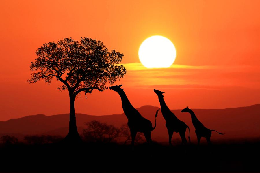 Girafas en Kenia en la puesta de sol comiendo de un arbol