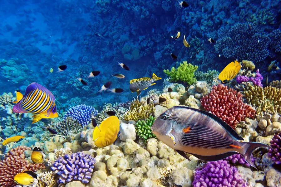 Peces tropicales de variados colores nadan sobre un vibrante arrecife de coral en aguas cristalinas de color azul intenso.