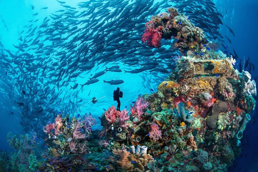 Un buceador fotografía un denso banco de peces que nada sobre un colorido arrecife de coral y la estructura de un barco hundido en aguas azul profundo.