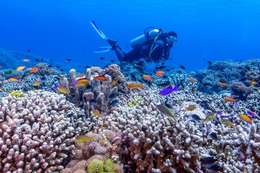 Un buceador nada en aguas cristalinas sobre un arrecife repleto de corales y peces tropicales de colores en el fondo marino.