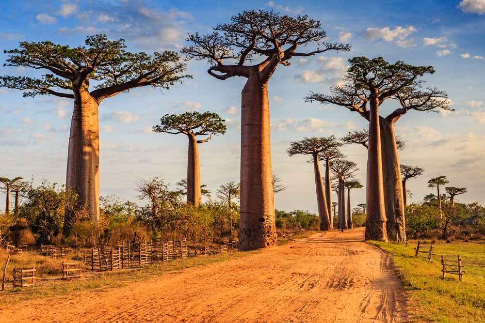 Avenida de los Baobas en Madagascar
