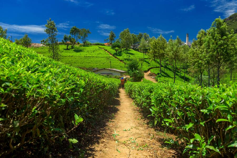 Plantación de té en Sri Lanka.