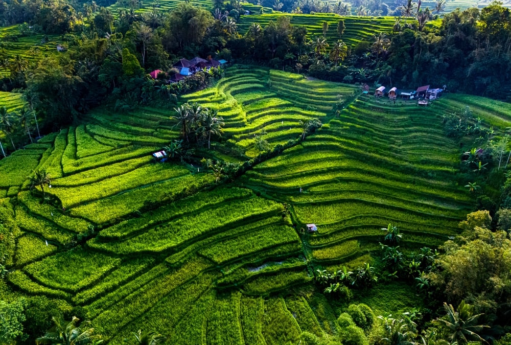 Terrazas de arroz de Jatiluwih en Bali.