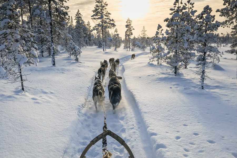 trineo con huskies en laponia