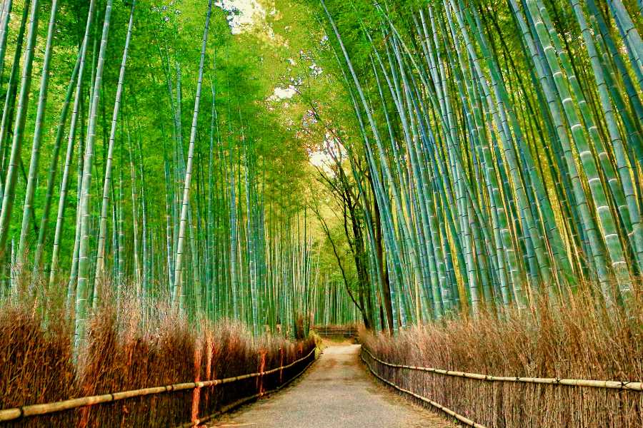 bambú en japón