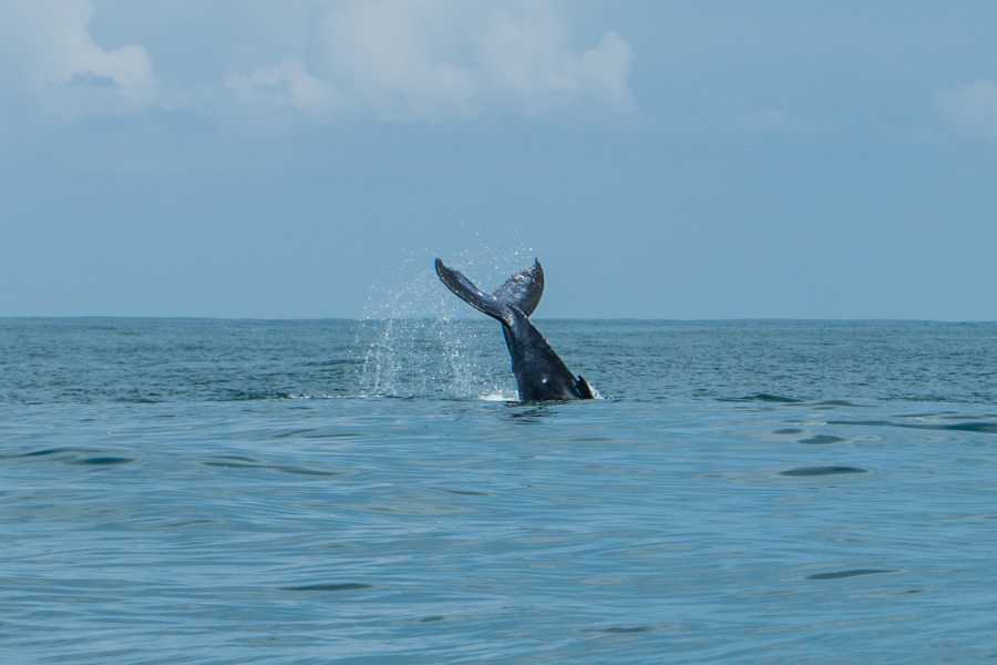 mar de costa rica avistar ballenas