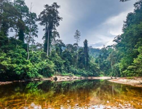 Taman Negara: la joya verde de Malasia