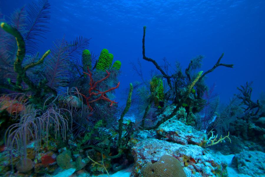 Fondo marino 