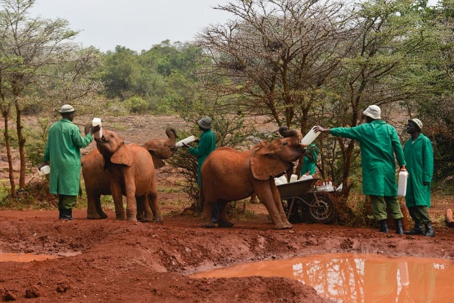 Cuidadores alimentando a bebés elefante huérfanos en el orfanato de elefantes David Sheldrick