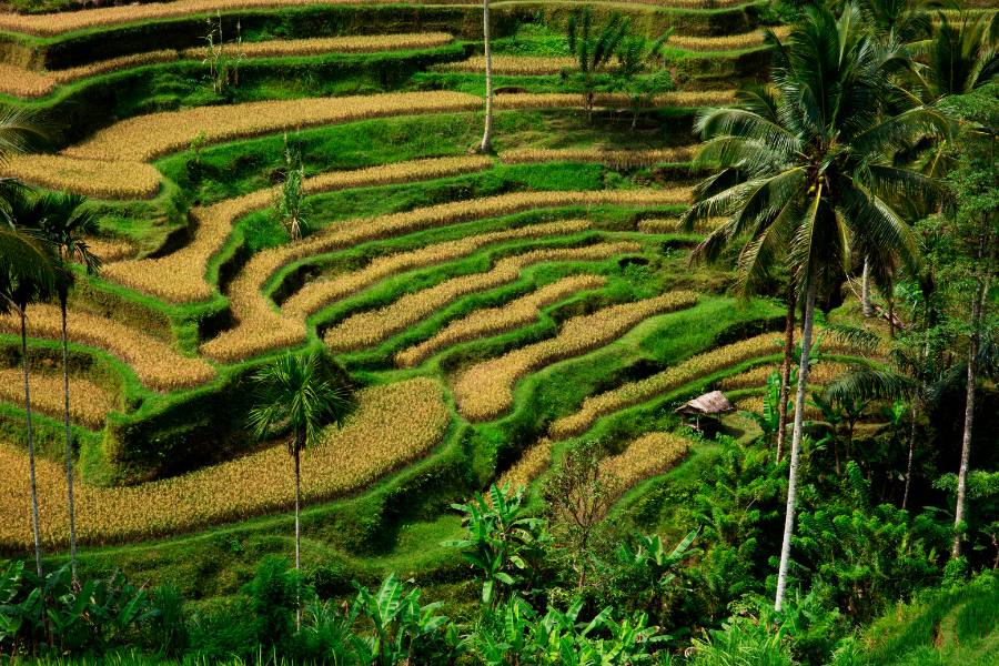 Terraza de arroz Tegallalang, Ubud, Bali
