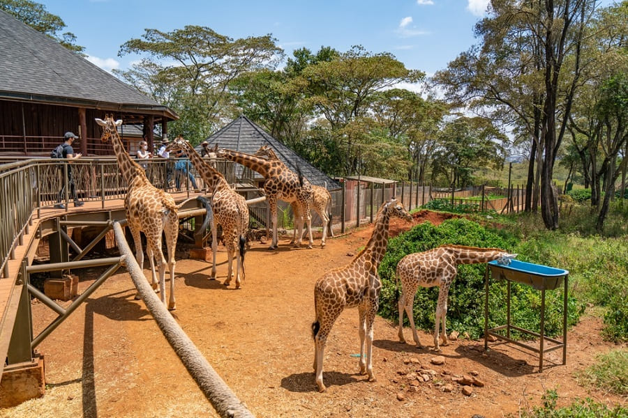 Giraffe Centre en Nairobi.