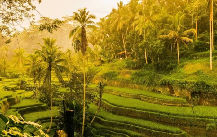 que ver en ubud