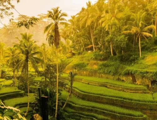 Qué ver en Ubud, Bali