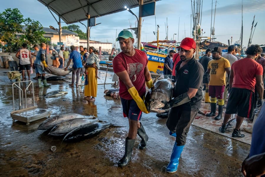 Mercado de pescado de Negombo, Sri Lanka
