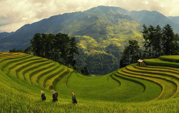 Terrazas de arroz en Sapa, Vietnam