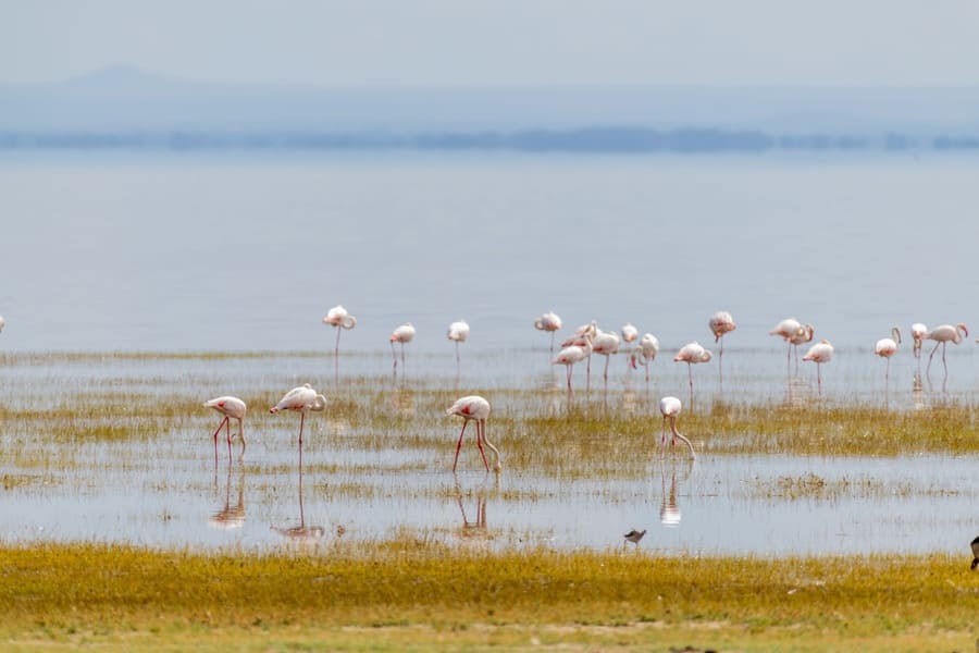 Lago Manyara en Tanzania.