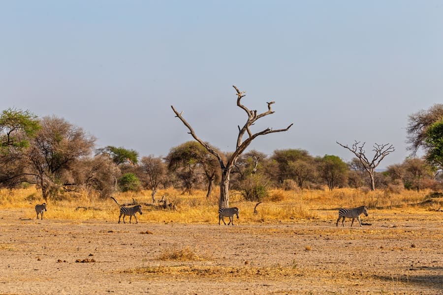 Estación seca en el Parque Nacional de Serengeti, Tanzania.