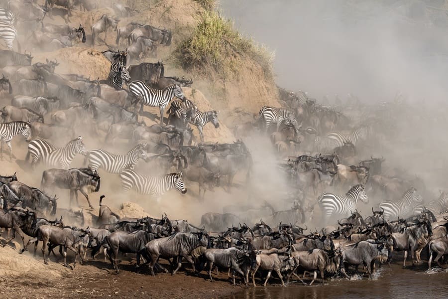 La gran migración de ñus y cebras en Serengeti, Tanzania