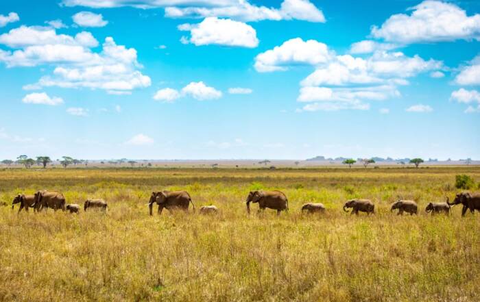Elefantes en el Parque Nacional de Serengeti en Tanzania