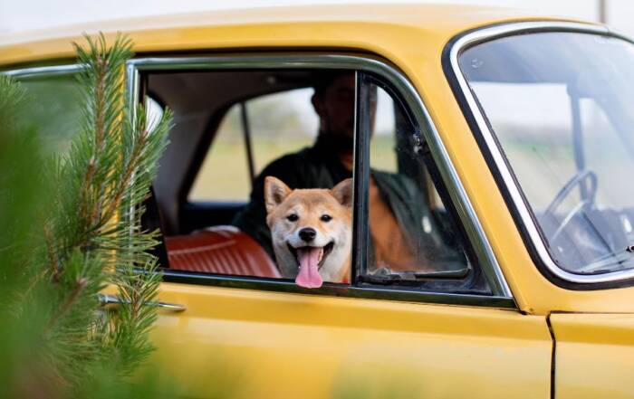viajar con mascota