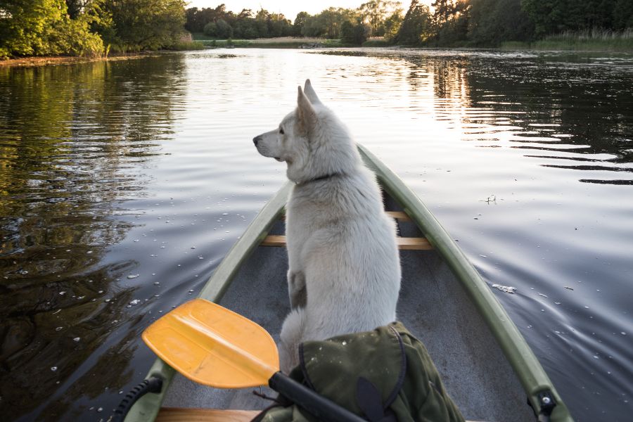 perro blanco de tamaño medio grande en una canoa tranquilamente sentado, con un remo de color amarillo al lado y el agua calmada