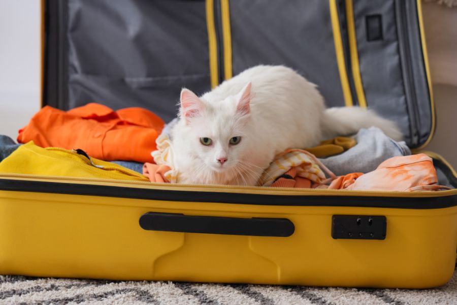 gato blanco en una maleta amarilla con ropa de color naranja