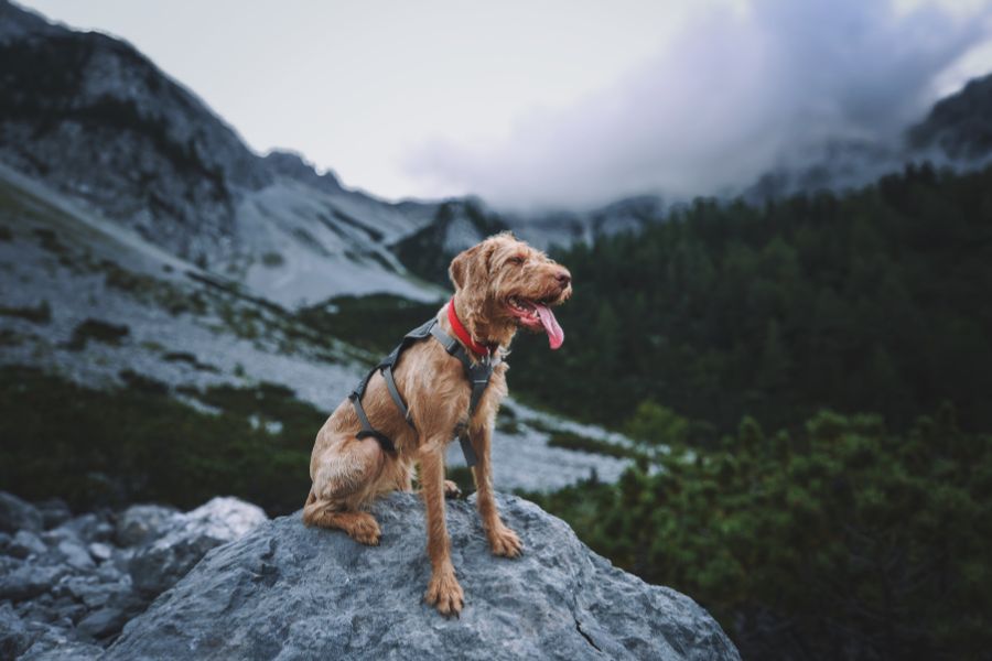 viajar con mascotas perro de tamaño mediano de color marrón sentado en la montaña con un arnés gris y la lengua fuera
