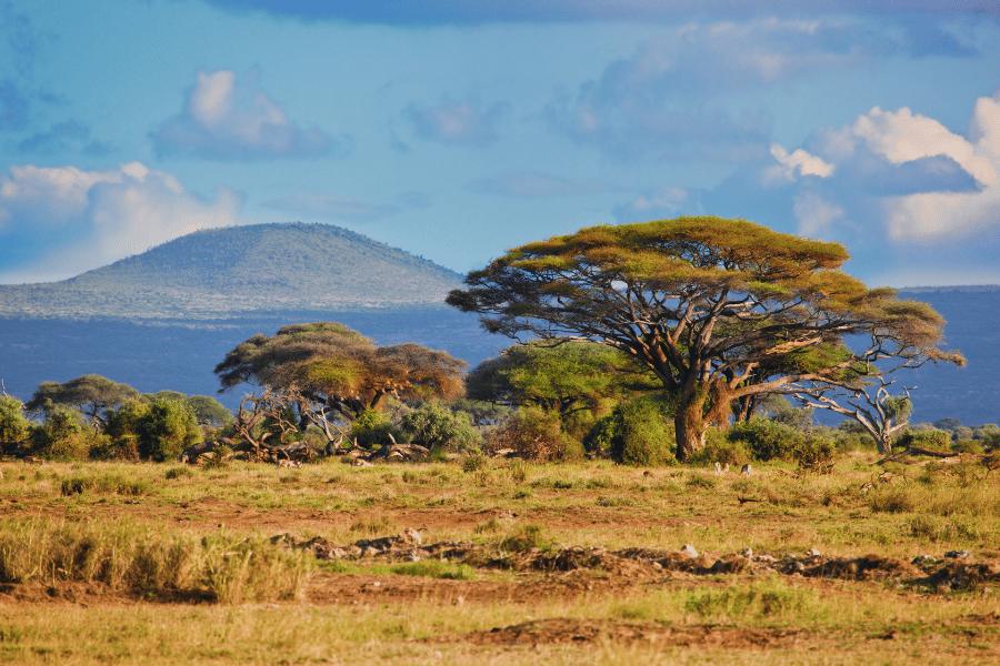 Una acacia solitaria se alza en la sabana africana con una montaña de fondo bajo un cielo azul con nubes blancas.. Savanna, Kenia