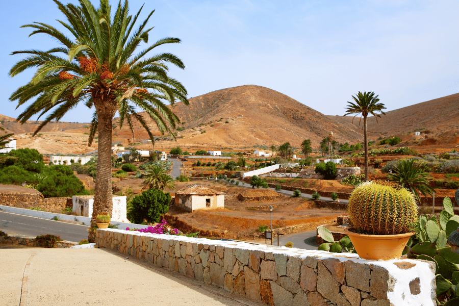 Palmeras y cactus crecen junto a un muro de piedra frente a un paisaje montañoso árido en Fuerteventura